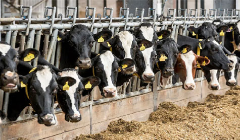 Dairy Farm removes unemployment & makes money  