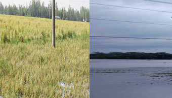 Crop fields dissolved by cyclone Foni