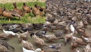 Different aspects of duck production at family level