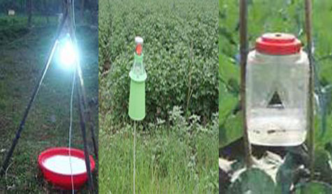 Integrated pest management