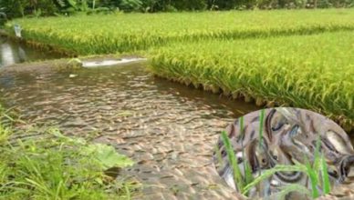 Fishery farming in rice fields and ...