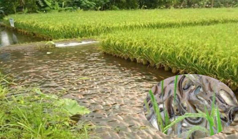Fishery farming in rice fields and ...