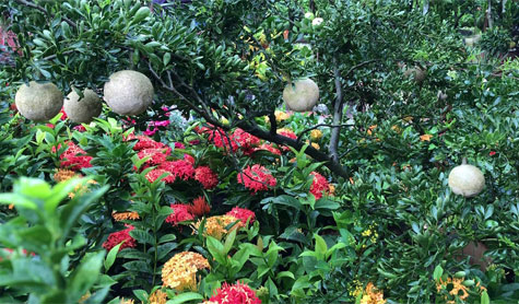 Tree Fair going on at Dhaka 