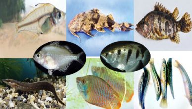Over 100 species of domestic fish are on the way to extinction