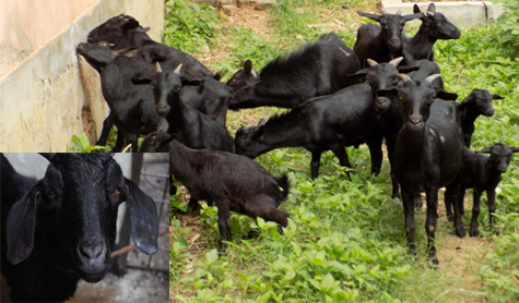 Keeping goats in poverty reduction