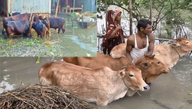 Due to the flood, the sale of the Korbani’s cow in advance