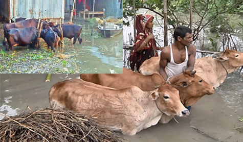 Due to the flood, the sale of the Korbani’s cow in advance