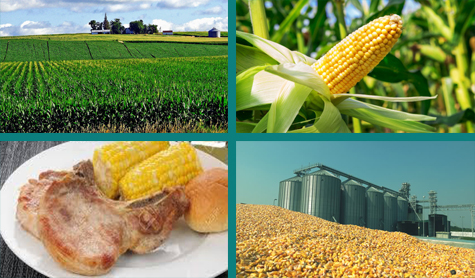 Different aspects of corn cultivation