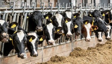 Dairy Farm removes unemployment & makes money